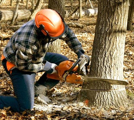 Tree Removal in Marshall, TX